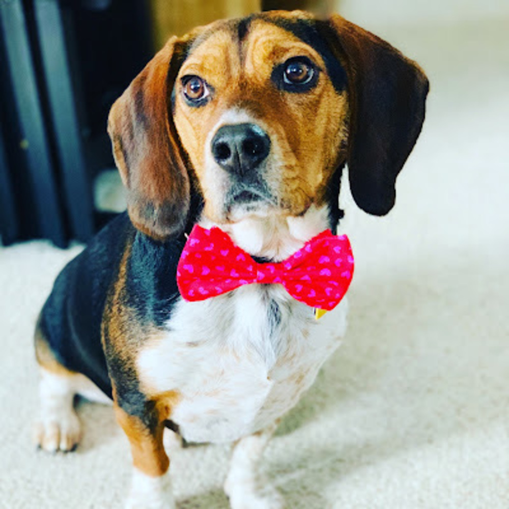 Meet your Posher, Alison